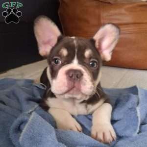 Jasper, French Bulldog Puppy